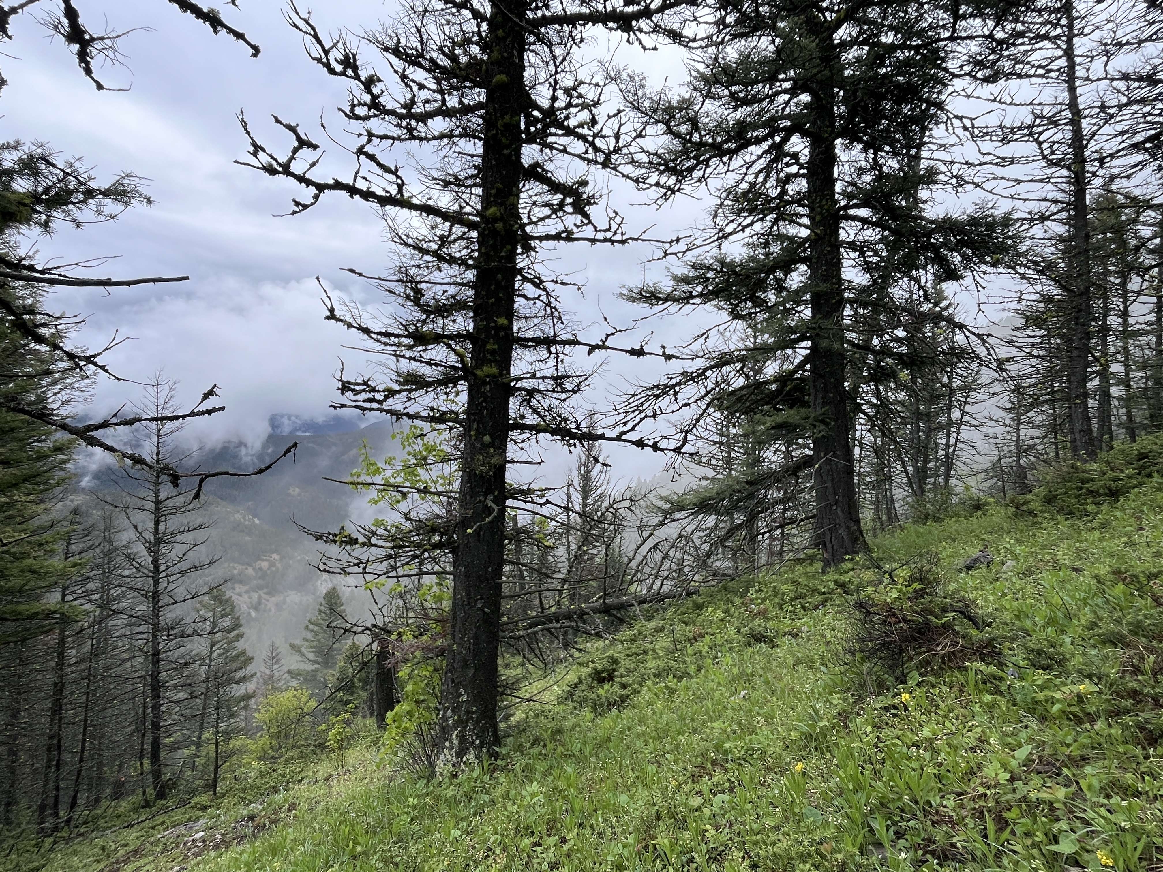 Mountains in fog, Gates of the Mountain Wilderness Area.
