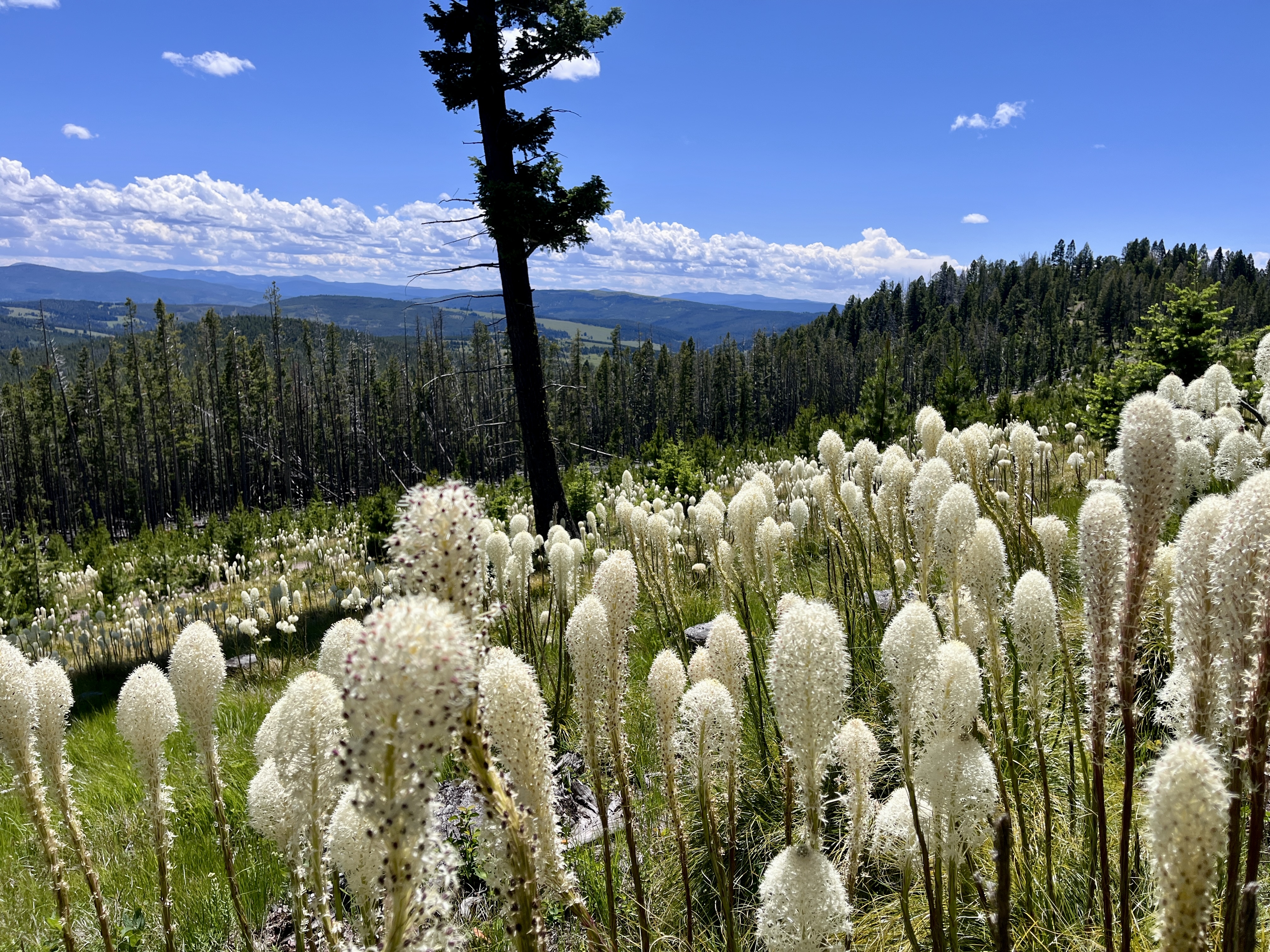 Four SOTA Summits in One Day – A 100-Mile Montana Adventure