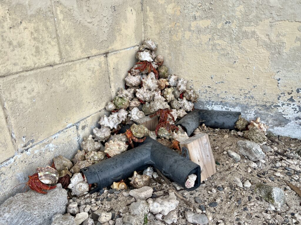 30 Meter Thursday, Second Edition