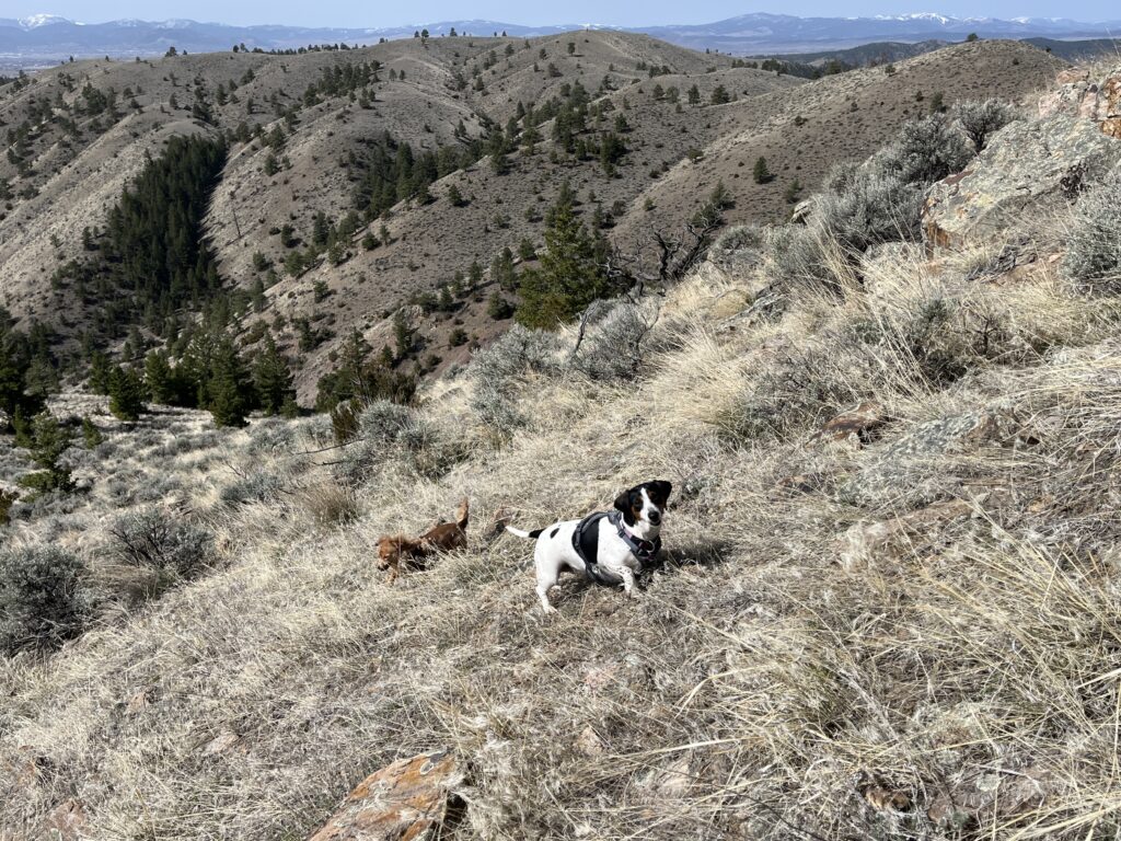 Lola and Lucy on ascent.