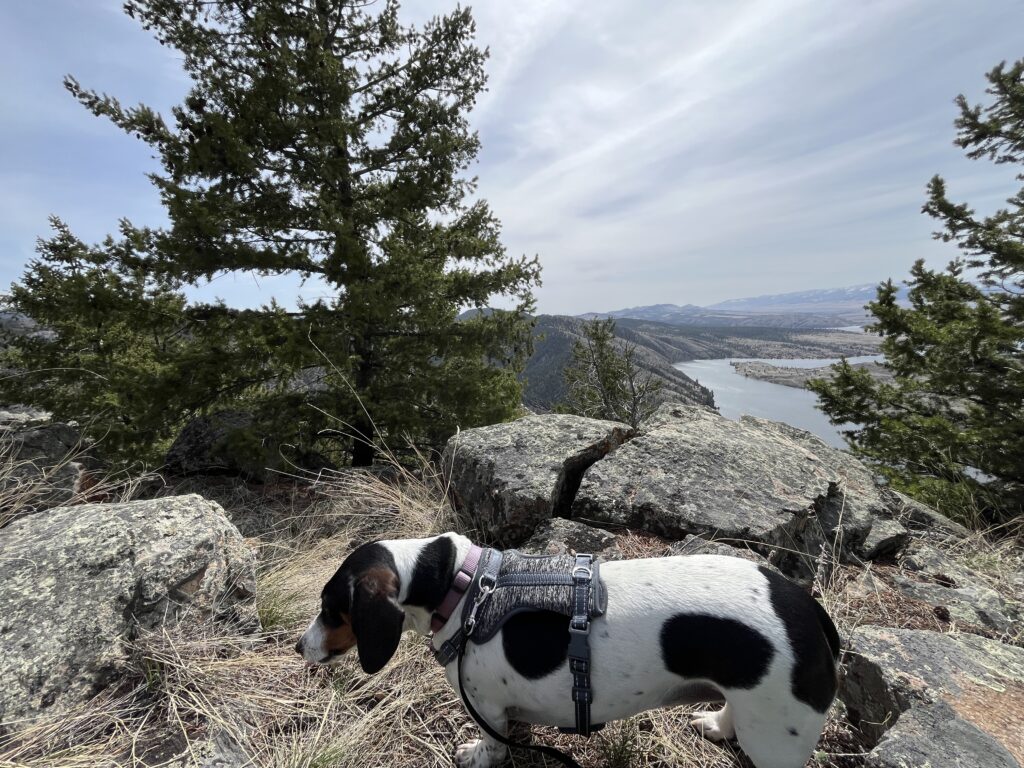 Lola the cow grazing in her natural habitat.