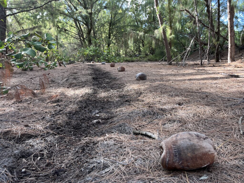Coconuts guide guest along the forest trail on Wake Island.