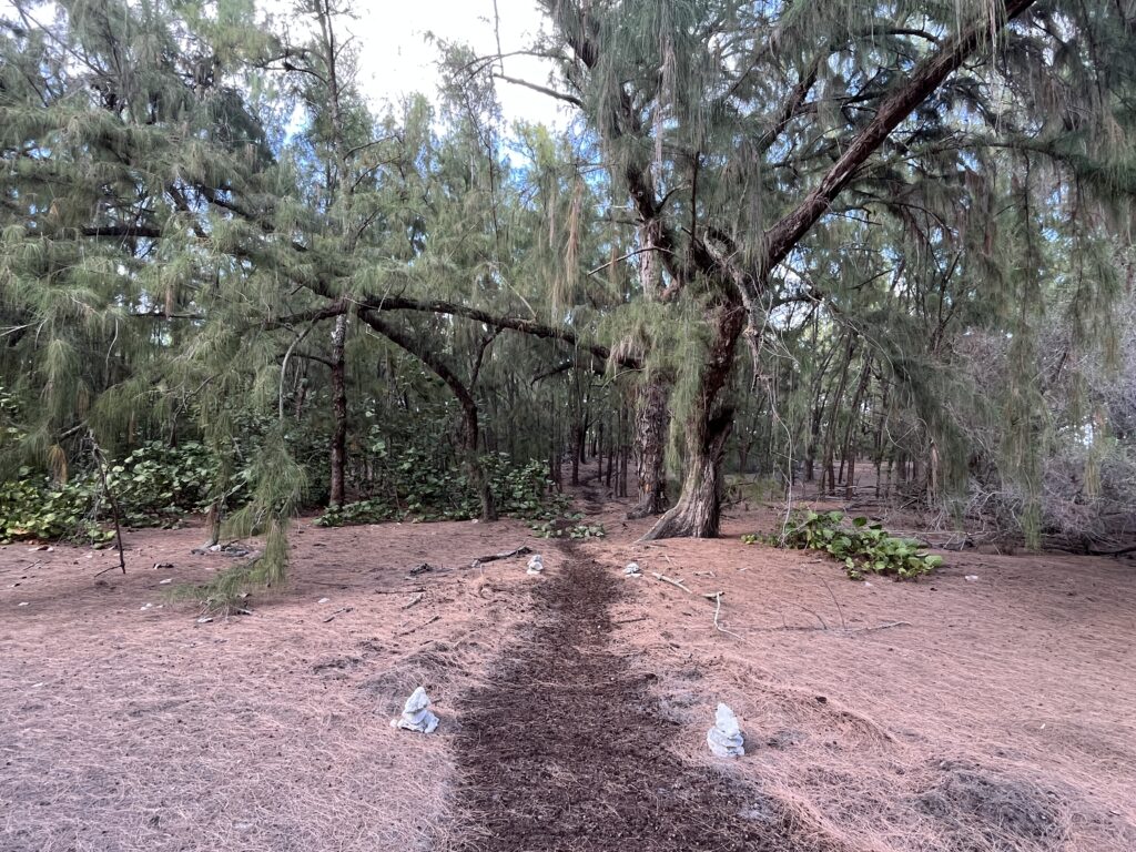 Forest trail on Wake Island created for running and forest bathing
