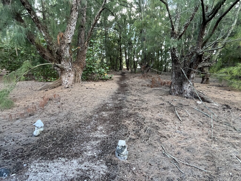 Forest trail on Wake Island created for running and forest bathing