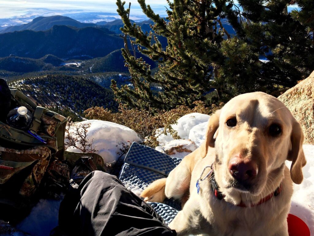 Tiny Dogs, Big Mountain: A SOTA Misadventure