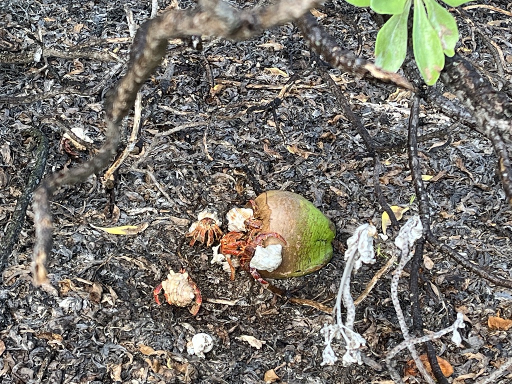 Hermit crabs cleaning up my mess.