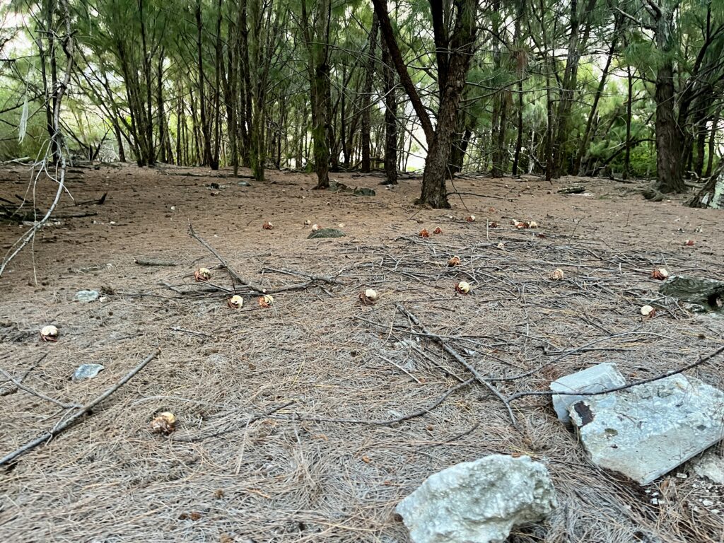 Hermit crabs considering whether or not to start their uprising.