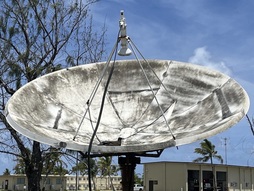 Nody basking in the bird bath