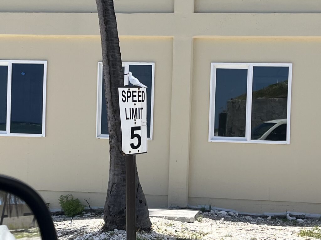 White tern minding the speed limit