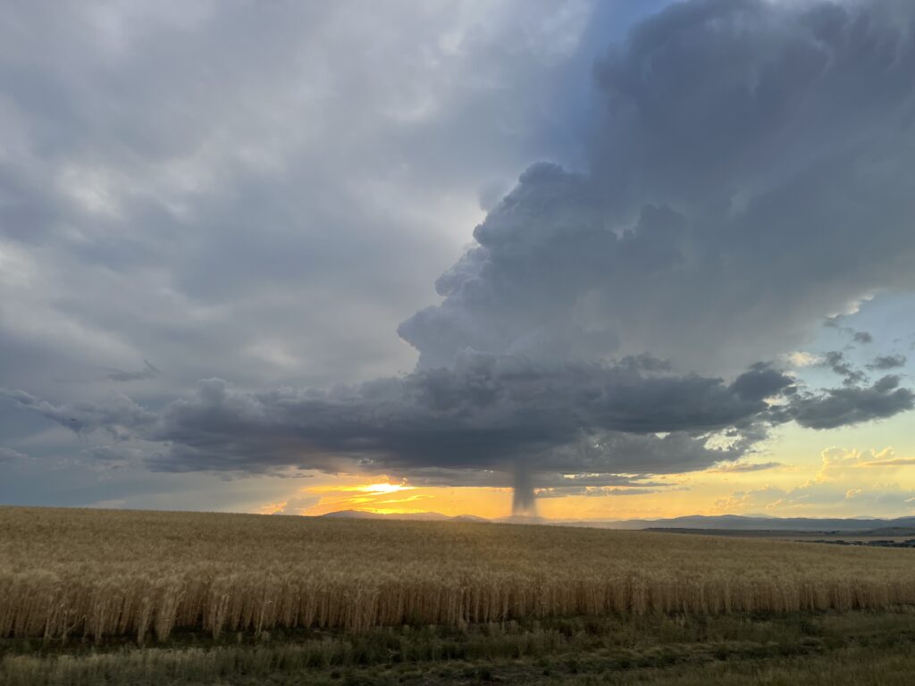 Sunset rain shower over wheat fields