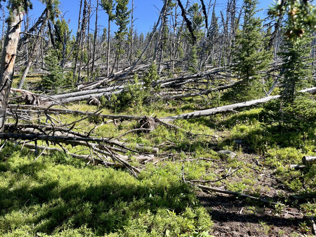 The trail leading up to Boulder Baldy, completely a mess with deadfall.