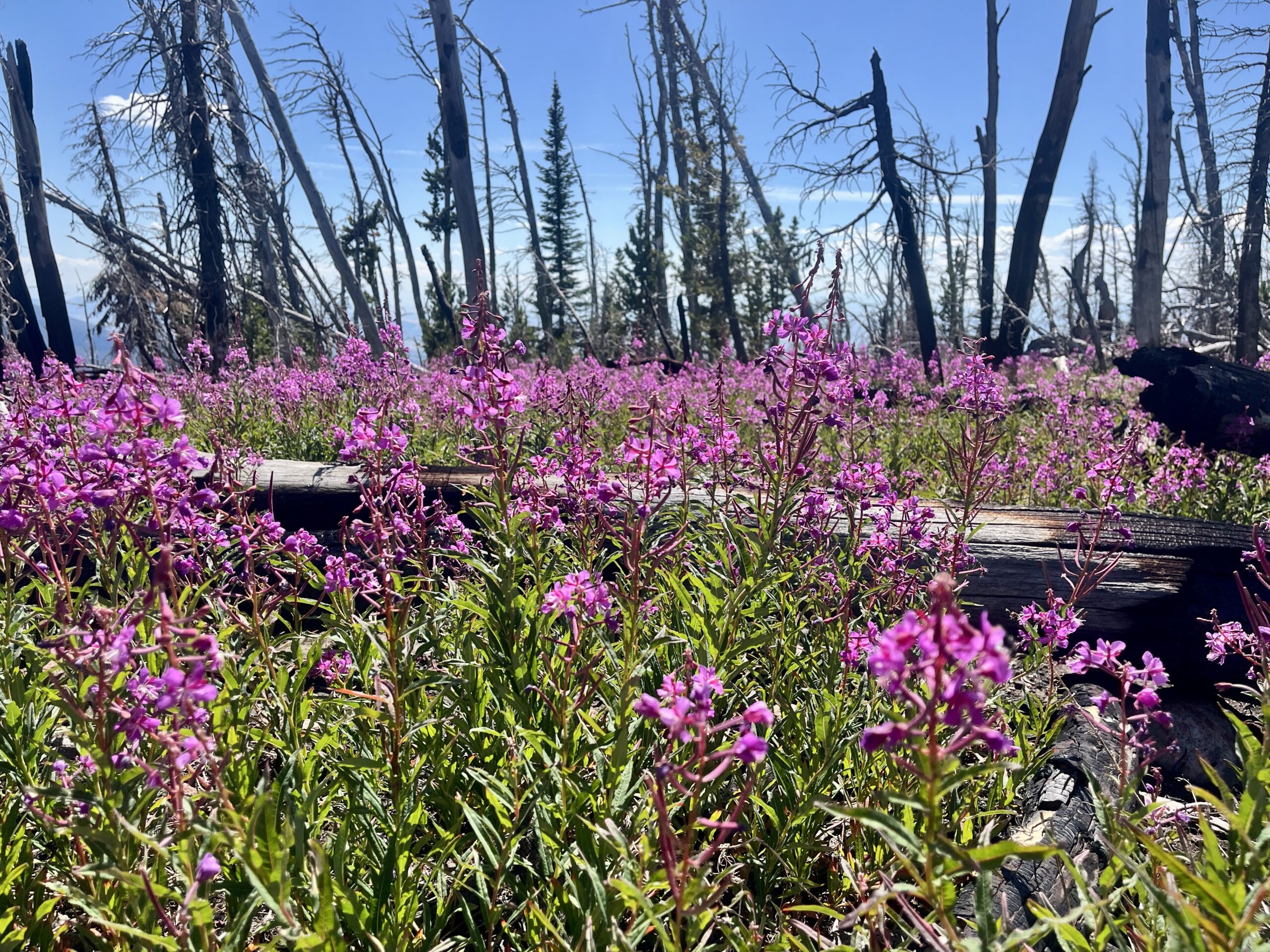 Fireweed everywhere.